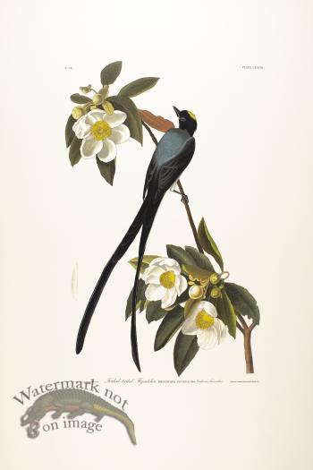 Forked-Tailed Flycatcher